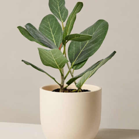 product_plants_01_1