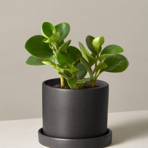 product_plants_02_1