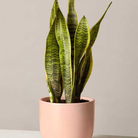 product_plants_05_1
