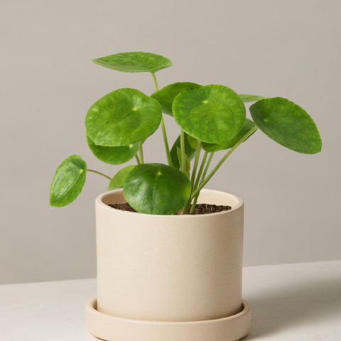 product_plants_07_1