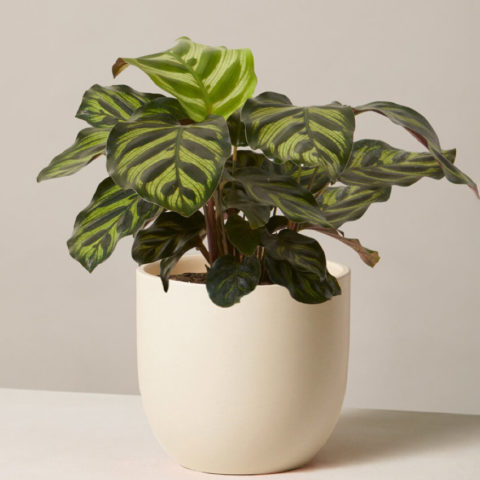 product_plants_08_1