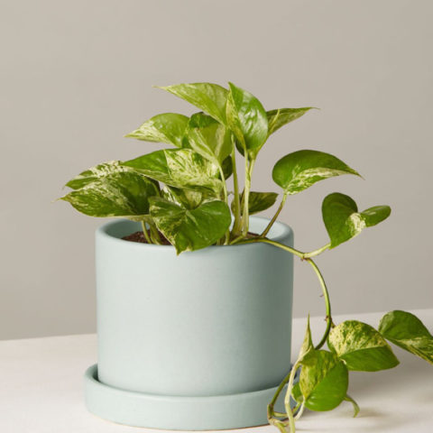 product_plants_11_1
