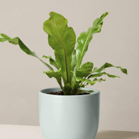 product_plants_13_1