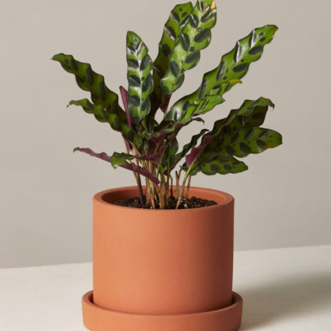 product_plants_15_1