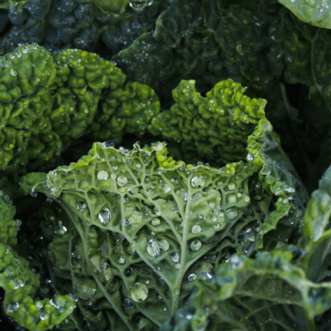 product_organic_1