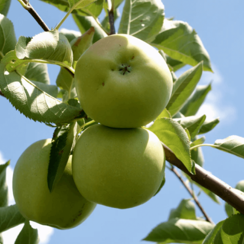 product_organic_4